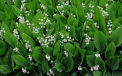 Lily Of The Valley (Convallaria Majalis) - 5 Pack Quart Pots -SHRUBS and BUSHES Shop convallaria majalis lily of the valley 14