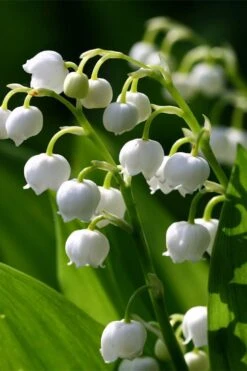 Lily Of The Valley (Convallaria Majalis) - 5 Pack Quart Pots -SHRUBS and BUSHES Shop convallaria majalis lily of the valley 15