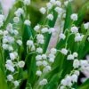 Lily Of The Valley (Convallaria Majalis) - 5 Pack Quart Pots -SHRUBS and BUSHES Shop convallaria majalis lily of the valley 20