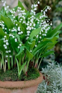 Lily Of The Valley (Convallaria Majalis) - 5 Pack Quart Pots -SHRUBS and BUSHES Shop convallaria majalis lily of the valley 23