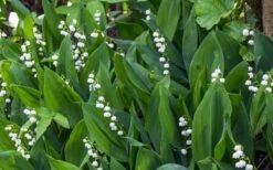 Lily Of The Valley (Convallaria Majalis) - 5 Pack Quart Pots -SHRUBS and BUSHES Shop convallaria majalis lily of the valley 24