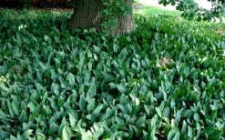 Lily Of The Valley (Convallaria Majalis) - 5 Pack Quart Pots -SHRUBS and BUSHES Shop convallaria majalis lily of the valley 25