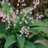 Pink Lily Of The Valley (Convallaria Majalis 'Rosea') - 1 Gallon Pot -SHRUBS and BUSHES Shop convallaria majalis rosea pink lily of the valley 2