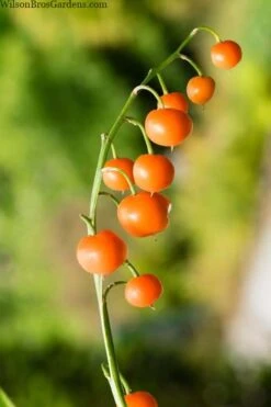 Pink Lily Of The Valley (Convallaria Majalis 'Rosea') - 1 Gallon Pot -SHRUBS and BUSHES Shop convallaria majalis rosea pink lily of the valley 5