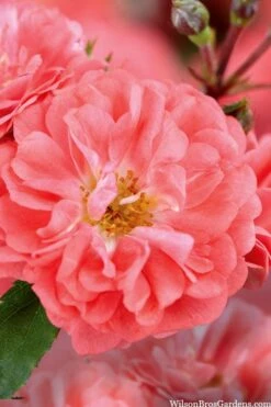 Coral Drift Groundcover Rose - 1 Gallon Pot -SHRUBS and BUSHES Shop coral drift rose 101