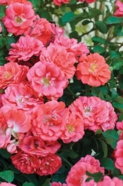 Coral Drift Groundcover Rose - 1 Gallon Pot -SHRUBS and BUSHES Shop coral drift rose 102