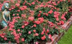 Coral Drift Groundcover Rose - 1 Gallon Pot -SHRUBS and BUSHES Shop coral drift rose 104
