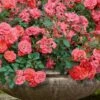 Coral Drift Groundcover Rose - 1 Gallon Pot -SHRUBS and BUSHES Shop coral drift rose 105