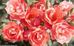 Coral Knock Out Rose - 1 Gallon Pot -SHRUBS and BUSHES Shop coral knock out rose 101