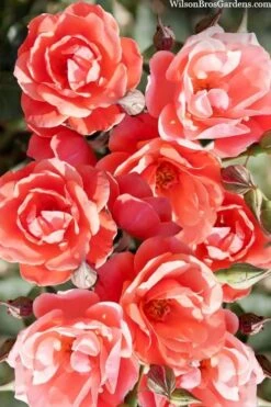 Coral Knock Out Rose - 1 Gallon Pot -SHRUBS and BUSHES Shop coral knock out rose 102