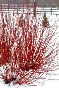 Ivory Halo Tatarian Dogwood (Cornus Alba) - 3 Gallon Pot 15 Ivory Halo Tatarian Dogwood (Cornus Alba) - 3 Gallon Pot -SHRUBS and BUSHES Shop cornus alba ivory halo tatarian dogwood 11 1