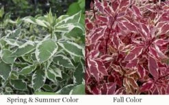 Ivory Halo Tatarian Dogwood (Cornus Alba) - 3 Gallon Pot 18 Ivory Halo Tatarian Dogwood (Cornus Alba) - 3 Gallon Pot -SHRUBS and BUSHES Shop cornus alba ivory halo tatarian dogwood 12 1