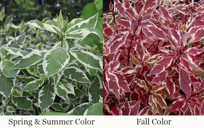 Ivory Halo Tatarian Dogwood (Cornus Alba) - 3 Gallon Pot 9 Ivory Halo Tatarian Dogwood (Cornus Alba) - 3 Gallon Pot - Image 7