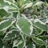 Ivory Halo Tatarian Dogwood (Cornus Alba) - 1 Gallon Pot -SHRUBS and BUSHES Shop cornus alba ivory halo tatarian dogwood 2