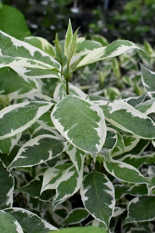Ivory Halo Tatarian Dogwood (Cornus Alba) - 1 Gallon Pot 3 Ivory Halo Tatarian Dogwood (Cornus Alba) - 1 Gallon Pot
