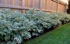 Ivory Halo Tatarian Dogwood (Cornus Alba) - 1 Gallon Pot 19 Ivory Halo Tatarian Dogwood (Cornus Alba) - 1 Gallon Pot -SHRUBS and BUSHES Shop cornus alba ivory halo tatarian dogwood 4