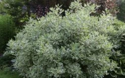 Ivory Halo Tatarian Dogwood (Cornus Alba) - 3 Gallon Pot 14 Ivory Halo Tatarian Dogwood (Cornus Alba) - 3 Gallon Pot -SHRUBS and BUSHES Shop cornus alba ivory halo tatarian dogwood 5 1