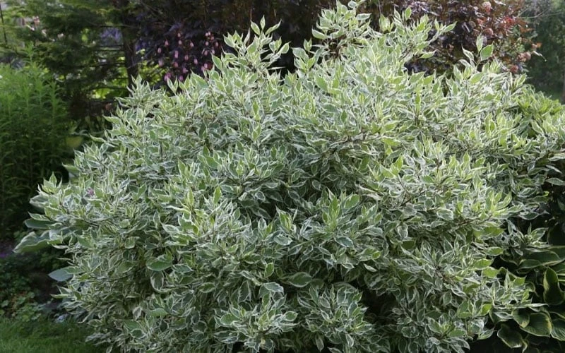 Ivory Halo Tatarian Dogwood (Cornus Alba) - 3 Gallon Pot 5 Ivory Halo Tatarian Dogwood (Cornus Alba) - 3 Gallon Pot - Image 3