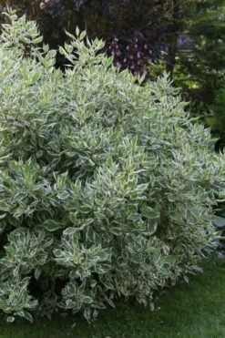 Ivory Halo Tatarian Dogwood (Cornus Alba) - 3 Gallon Pot 20 Ivory Halo Tatarian Dogwood (Cornus Alba) - 3 Gallon Pot -SHRUBS and BUSHES Shop cornus alba ivory halo tatarian dogwood 6 1