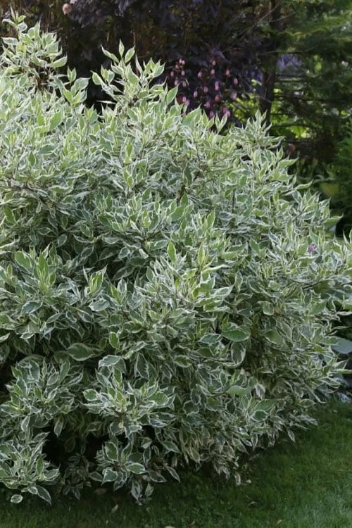 Ivory Halo Tatarian Dogwood (Cornus Alba) - 3 Gallon Pot 11 Ivory Halo Tatarian Dogwood (Cornus Alba) - 3 Gallon Pot - Image 9