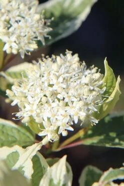 Ivory Halo Tatarian Dogwood (Cornus Alba) - 3 Gallon Pot 16 Ivory Halo Tatarian Dogwood (Cornus Alba) - 3 Gallon Pot -SHRUBS and BUSHES Shop cornus alba ivory halo tatarian dogwood 7 1