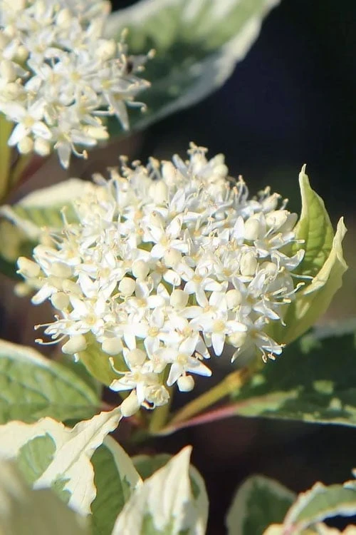 Ivory Halo Tatarian Dogwood (Cornus Alba) - 1 Gallon Pot 7 Ivory Halo Tatarian Dogwood (Cornus Alba) - 1 Gallon Pot - Image 5
