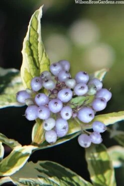 Ivory Halo Tatarian Dogwood (Cornus Alba) - 3 Gallon Pot 17 Ivory Halo Tatarian Dogwood (Cornus Alba) - 3 Gallon Pot -SHRUBS and BUSHES Shop cornus alba ivory halo tatarian dogwood 8 1