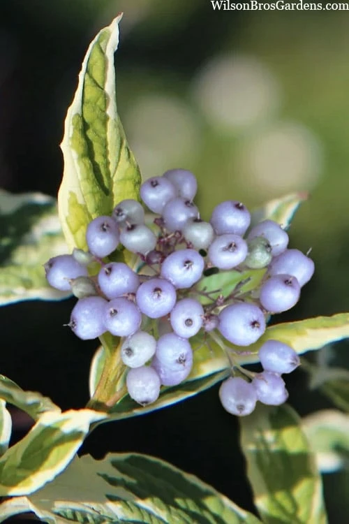 Ivory Halo Tatarian Dogwood (Cornus Alba) - 3 Gallon Pot 8 Ivory Halo Tatarian Dogwood (Cornus Alba) - 3 Gallon Pot - Image 6