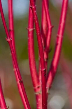 Ivory Halo Tatarian Dogwood (Cornus Alba) - 3 Gallon Pot 21 Ivory Halo Tatarian Dogwood (Cornus Alba) - 3 Gallon Pot -SHRUBS and BUSHES Shop cornus alba ivory halo tatarian dogwood 9 1