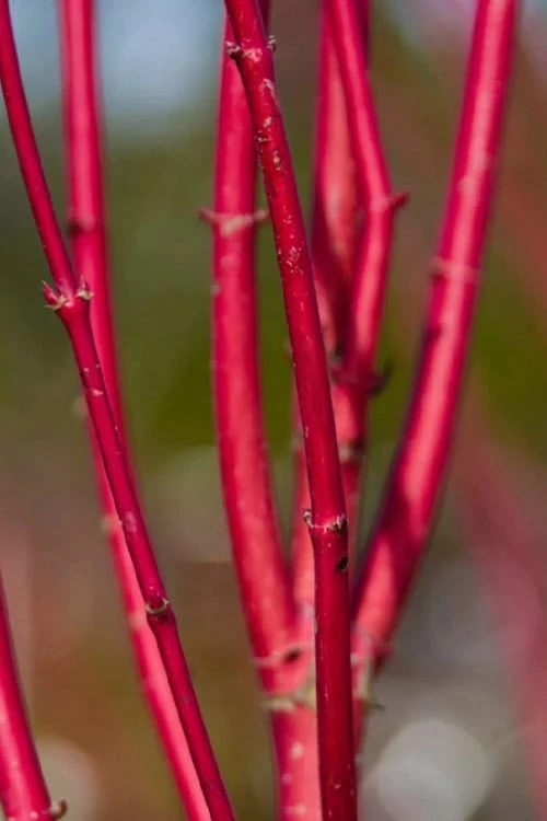 Ivory Halo Tatarian Dogwood (Cornus Alba) - 3 Gallon Pot 12 Ivory Halo Tatarian Dogwood (Cornus Alba) - 3 Gallon Pot - Image 10