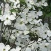 Jean's Appalachian Snow White Dogwood Tree - 3 Gallon Pot 2 Jean's Appalachian Snow White Dogwood Tree - 3 Gallon Pot -SHRUBS and BUSHES Shop cornus florida jeans appalachian snow white dogwood 3
