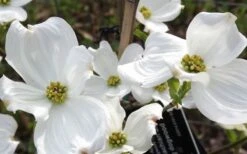 Jean's Appalachian Snow White Dogwood Tree - 3 Gallon Pot 15 Jean's Appalachian Snow White Dogwood Tree - 3 Gallon Pot -SHRUBS and BUSHES Shop cornus florida jeans appalachian snow white dogwood 4
