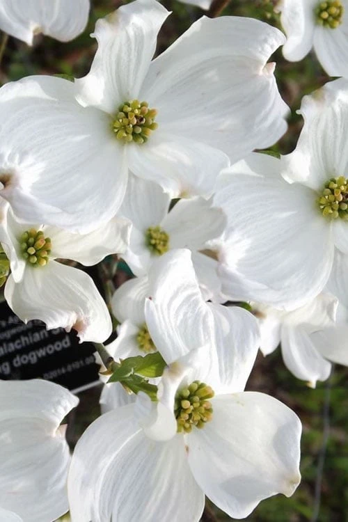 Jean's Appalachian Snow White Dogwood Tree - 3 Gallon Pot 6 Jean's Appalachian Snow White Dogwood Tree - 3 Gallon Pot - Image 4