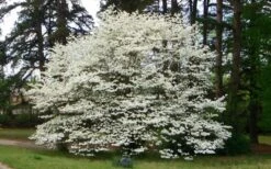Native White Flowering Dogwood (Cornus Florida) - 3 Gallon Pot -SHRUBS and BUSHES Shop cornus florida white flowering dogwood 1