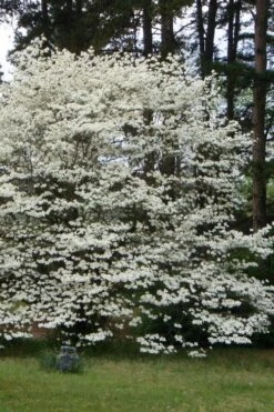 Native White Flowering Dogwood (Cornus Florida) - 3 Gallon Pot -SHRUBS and BUSHES Shop cornus florida white flowering dogwood 2