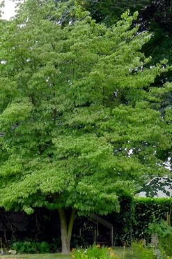 Native White Flowering Dogwood (Cornus Florida) - 3 Gallon Pot -SHRUBS and BUSHES Shop cornus florida white flowering dogwood 3