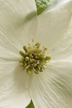 Native White Flowering Dogwood (Cornus Florida) - 3 Gallon Pot -SHRUBS and BUSHES Shop cornus florida white flowering dogwood 5