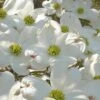 Native White Flowering Dogwood (Cornus Florida) - 3 Gallon Pot 2 Native White Flowering Dogwood (Cornus Florida) - 3 Gallon Pot -SHRUBS and BUSHES Shop cornus florida white flowering dogwood 7
