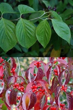 Native White Flowering Dogwood (Cornus Florida) - 3 Gallon Pot -SHRUBS and BUSHES Shop cornus florida white flowering dogwood leaves 10