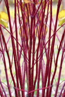 Red Osier Red Twig Dogwood (Cornus Sericea) - 1 Gallon Pot -SHRUBS and BUSHES Shop cornus sericera red osier dogwood 1 1