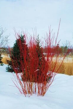 Red Osier Red Twig Dogwood (Cornus Sericea) - 1 Gallon Pot -SHRUBS and BUSHES Shop cornus sericera red osier dogwood 4 1
