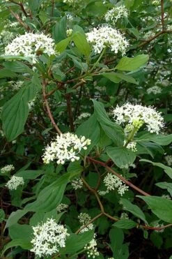 Red Osier Red Twig Dogwood (Cornus Sericea) - 2 Gallon Pot -SHRUBS and BUSHES Shop cornus sericera red osier dogwood 5