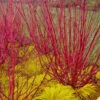 Red Osier Red Twig Dogwood (Cornus Sericea) - 1 Gallon Pot 2 Red Osier Red Twig Dogwood (Cornus Sericea) - 1 Gallon Pot -SHRUBS and BUSHES Shop cornus sericera red osier dogwood 6 1