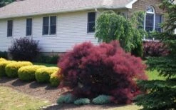 Velveteeny Purple Smoke Bush (Cotinus Coggygria) - 3 Gallon Pot 12 Velveteeny Purple Smoke Bush (Cotinus Coggygria) - 3 Gallon Pot -SHRUBS and BUSHES Shop cotinus coggygria velveteeny dwarf purple smoke bush 1