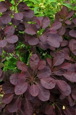 Velveteeny Purple Smoke Bush (Cotinus Coggygria) - 3 Gallon Pot 11 Velveteeny Purple Smoke Bush (Cotinus Coggygria) - 3 Gallon Pot -SHRUBS and BUSHES Shop cotinus coggygria velveteeny dwarf purple smoke bush 3
