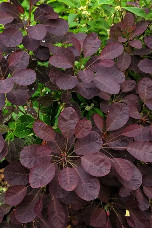 Velveteeny Purple Smoke Bush (Cotinus Coggygria) - 3 Gallon Pot 6 Velveteeny Purple Smoke Bush (Cotinus Coggygria) - 3 Gallon Pot - Image 4