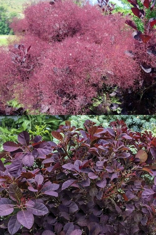 Velveteeny Purple Smoke Bush (Cotinus Coggygria) - 3 Gallon Pot 8 Velveteeny Purple Smoke Bush (Cotinus Coggygria) - 3 Gallon Pot - Image 6