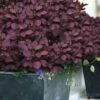Velveteeny Purple Smoke Bush (Cotinus Coggygria) - 3 Gallon Pot -SHRUBS and BUSHES Shop cotinus coggygria velveteeny dwarf purple smoke bush 9