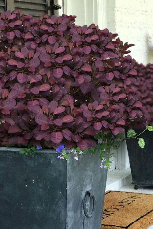 Velveteeny Purple Smoke Bush (Cotinus Coggygria) - 3 Gallon Pot 3 Velveteeny Purple Smoke Bush (Cotinus Coggygria) - 3 Gallon Pot