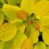 Winecraft Gold Smokebush - 3 Gallon Pot -SHRUBS and BUSHES Shop cotinus coggygria winecraft gold smokebush 1